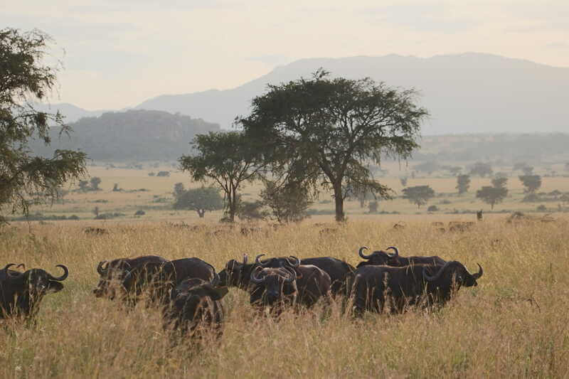 Capim Buffel: características, condições e benefícios para o gado