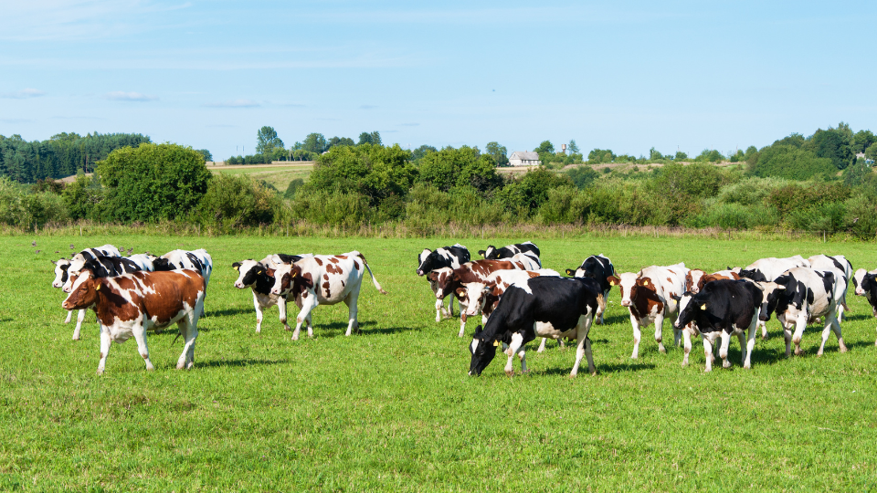 Quais os benefícios da irrigação para produtores de leite?