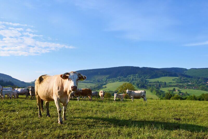 Alimentação e pastagem para gado de corte: o que dar para o seu rebanho?
