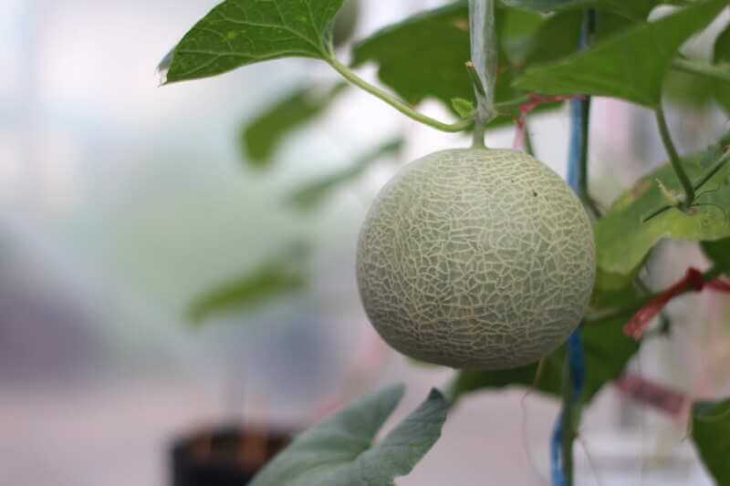Plantação de melão: o que saber para aumentar a produtividade