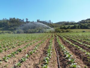 Irrigação de plantação de fumo