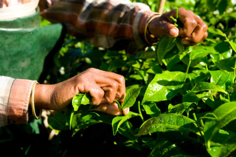 Adubação foliar na palntação