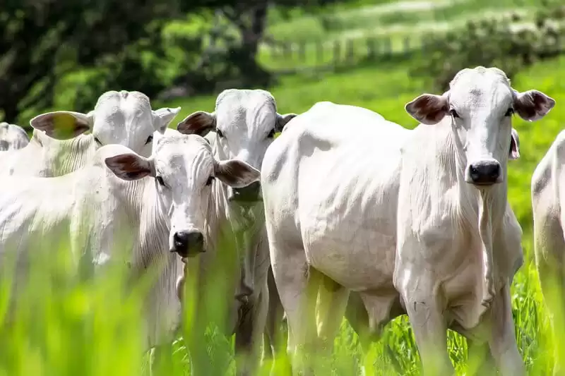 Bois caminhando no campo