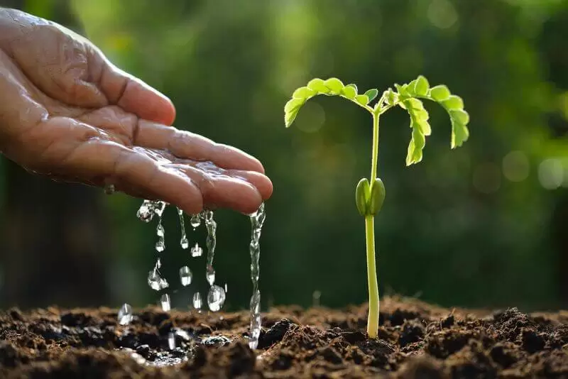 Mão despejando água em planta