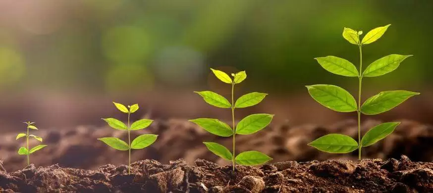 Nutrição mineral das plantas: como identificar e prevenir deficiências