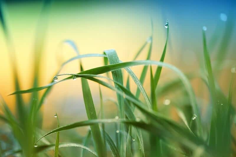Folhas de planta com gotículas de água