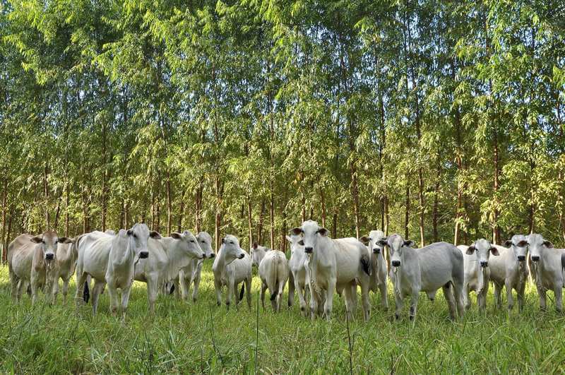 Importância da irrigação na integração lavoura-pecuária-floresta