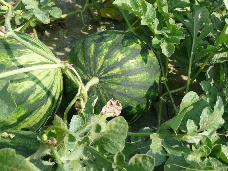 Como plantar melancia irrigada?