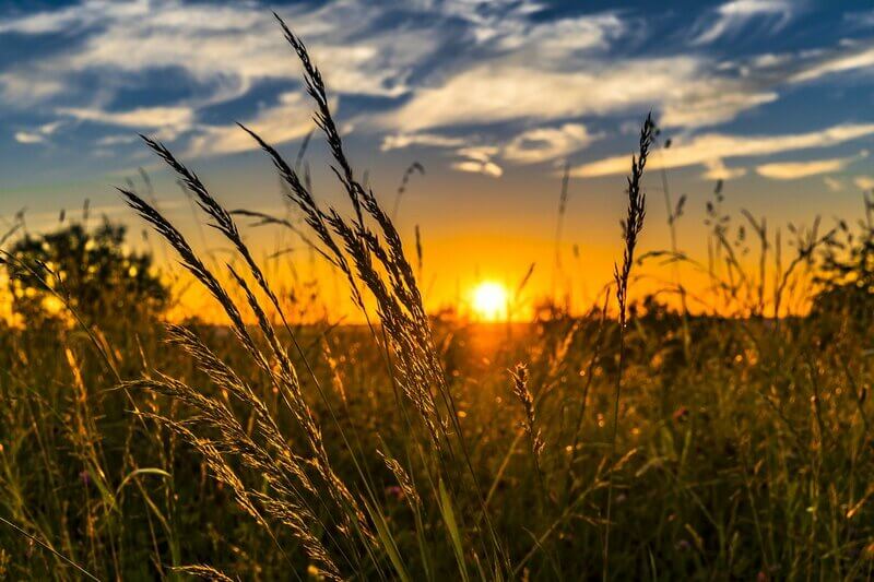 Pôr do sol em lavoura