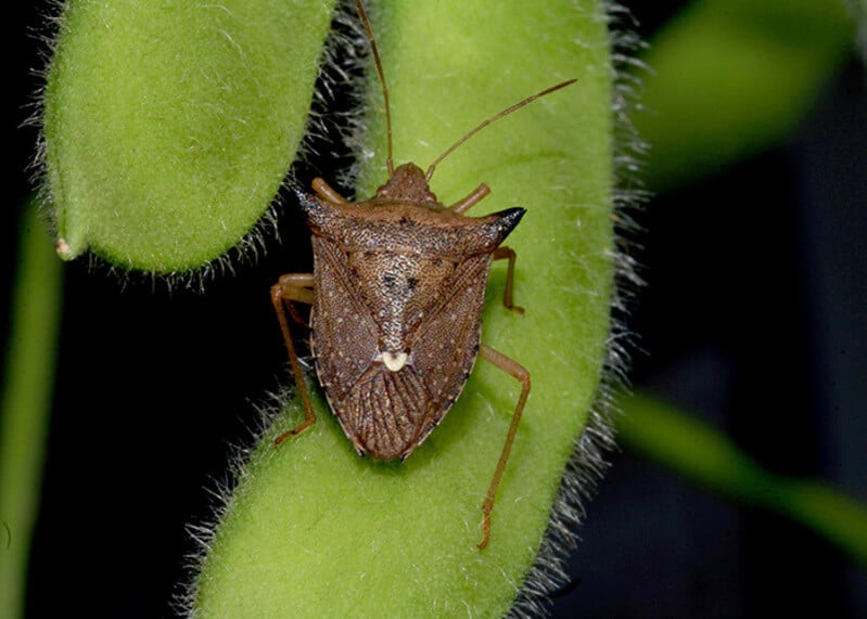 Pragas Agrícolas