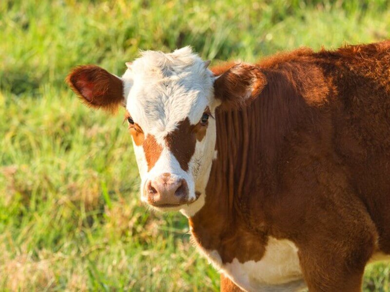 Tipos de pasto