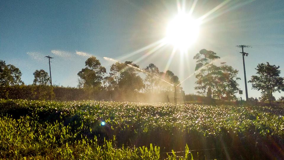 A irrigação como ferramenta de redução de perdas na produção agrícola