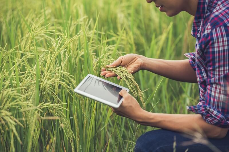 03 tipos de insumos importantes na agricultura