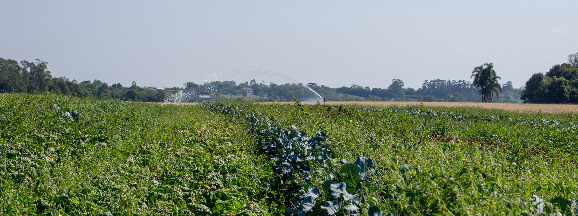 manutenção do sistema de irrigação
