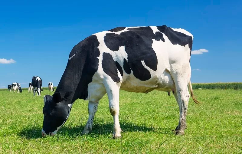 Conheça as principais diferenças entre pecuaria intensiva e extensiva