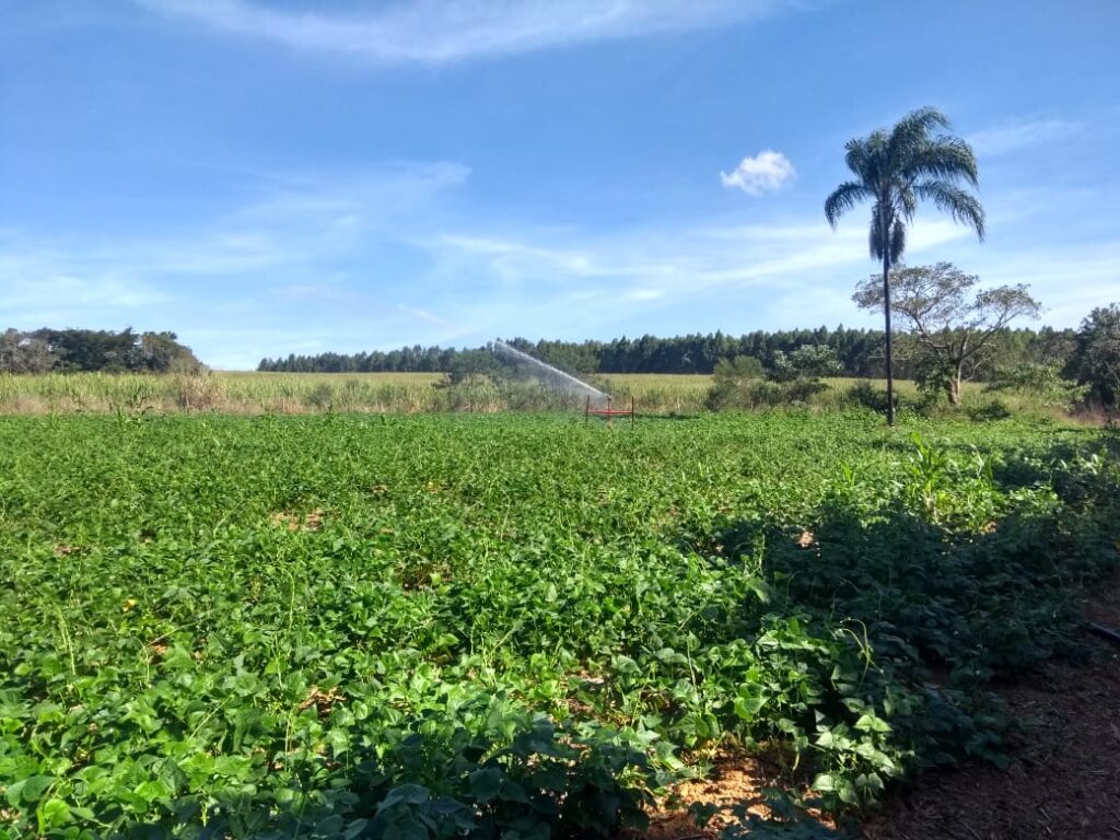 cultivo de feijão