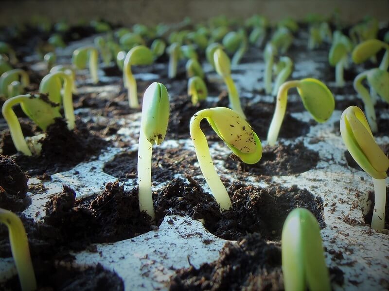 conheça as melhores dicas para plantar soja