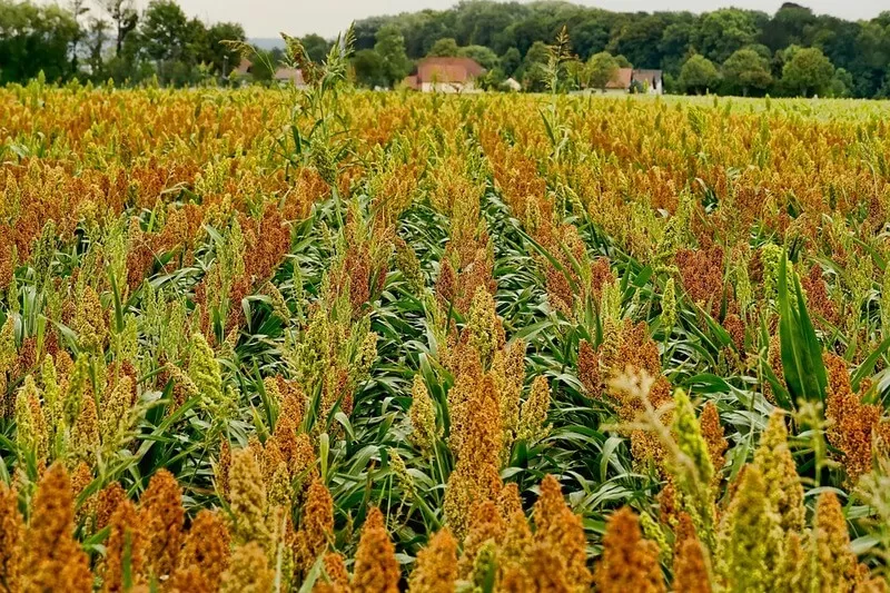 plantio de sorgo