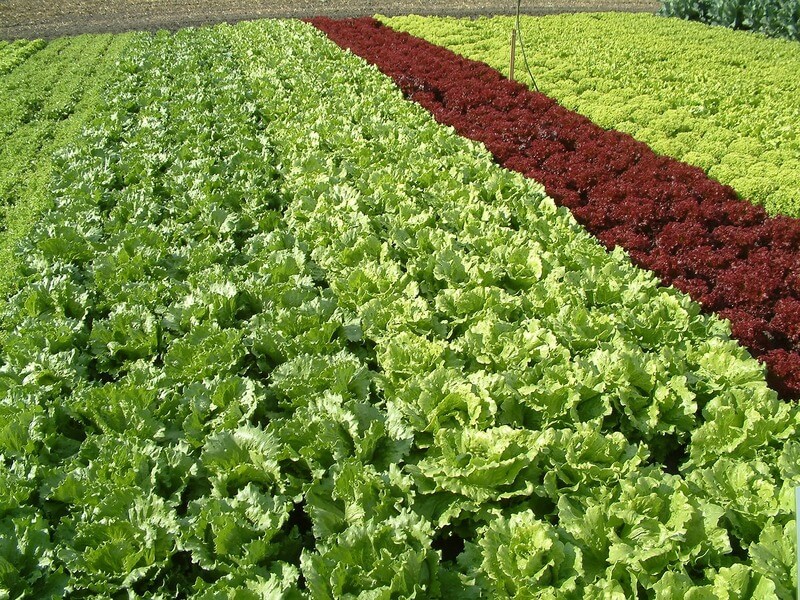 Plantio de hortaliças