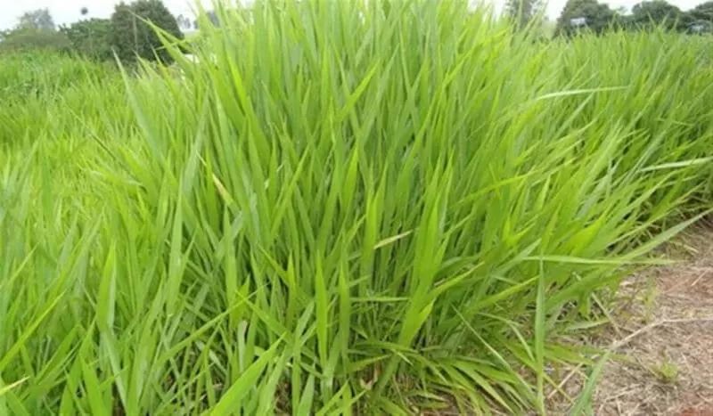 Brachiaria Decumbens