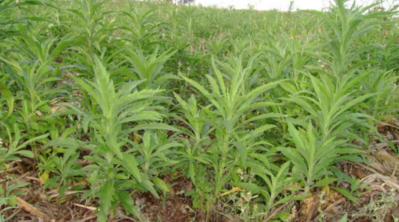 Plantas daninhas