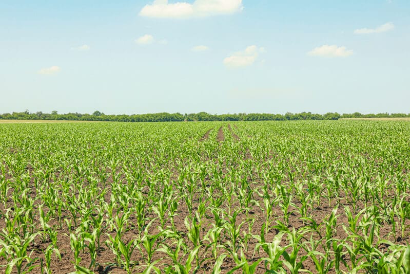 Agricultura Regenerativa