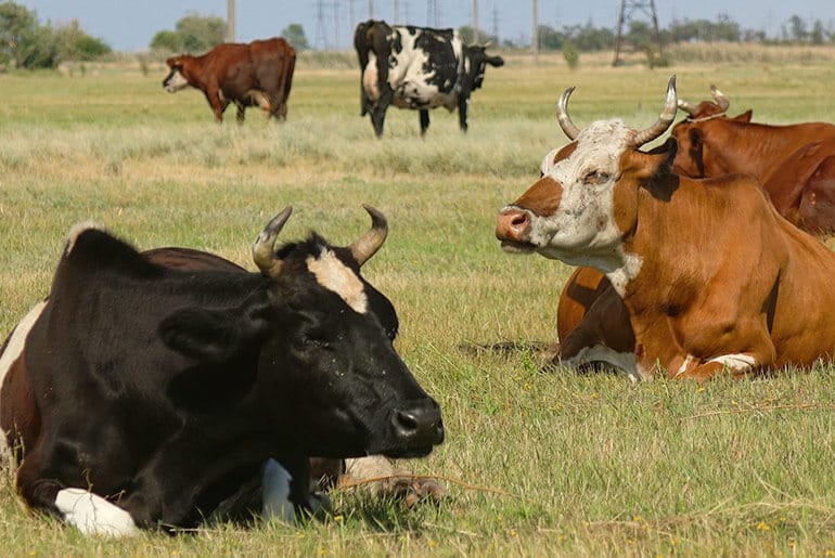 Saiba porque vale a pena investir na irrigação de pastagem 