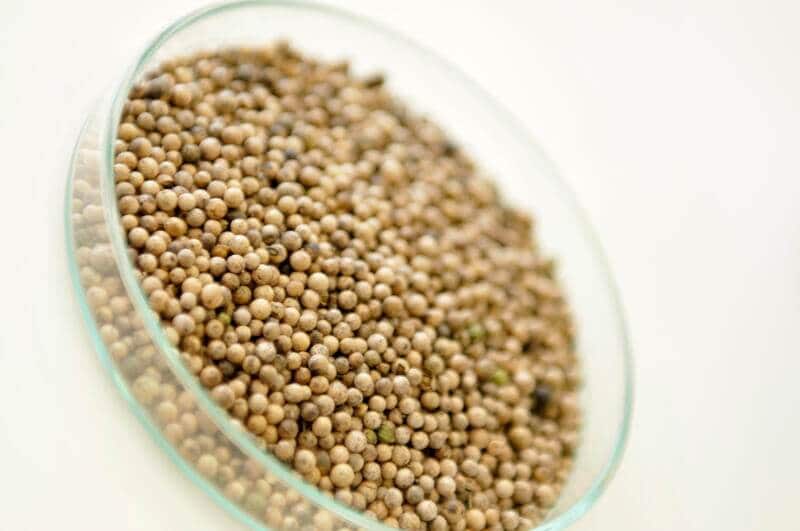 Crambe