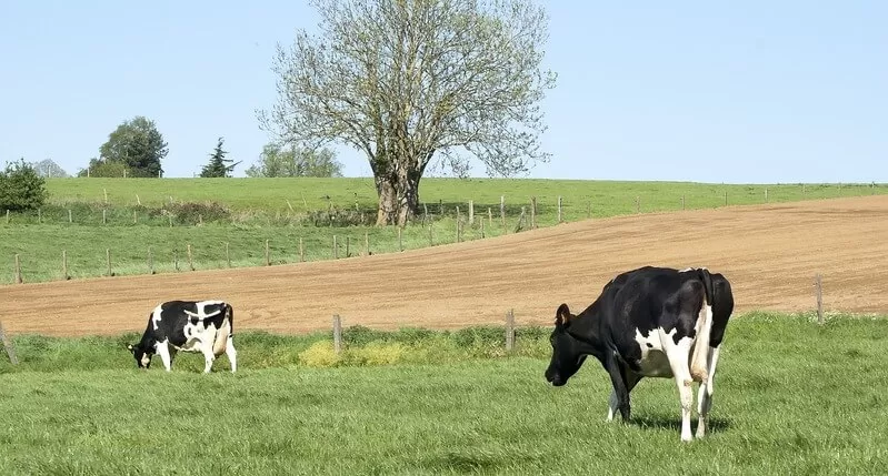Rotação de pasto