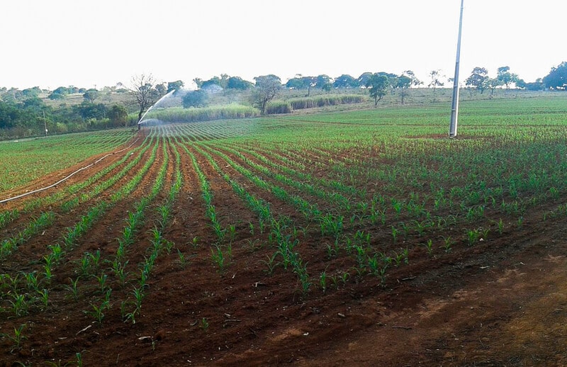 Como a irrigação acelera o desenvolvimento do cultivo?