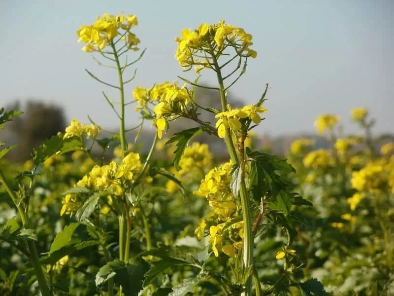 Plantação de canola