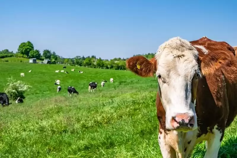 Gado Angus: tudo o que o criador precisa saber