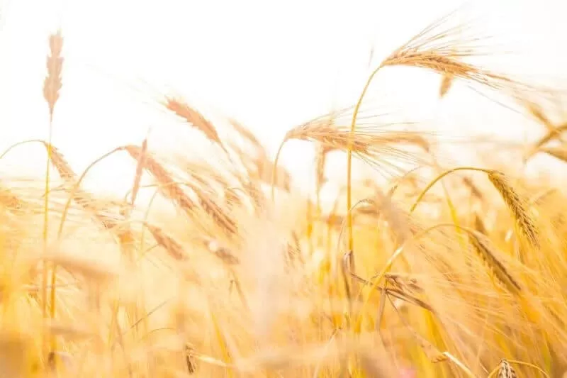 plantação de trigo amarelado ao vento