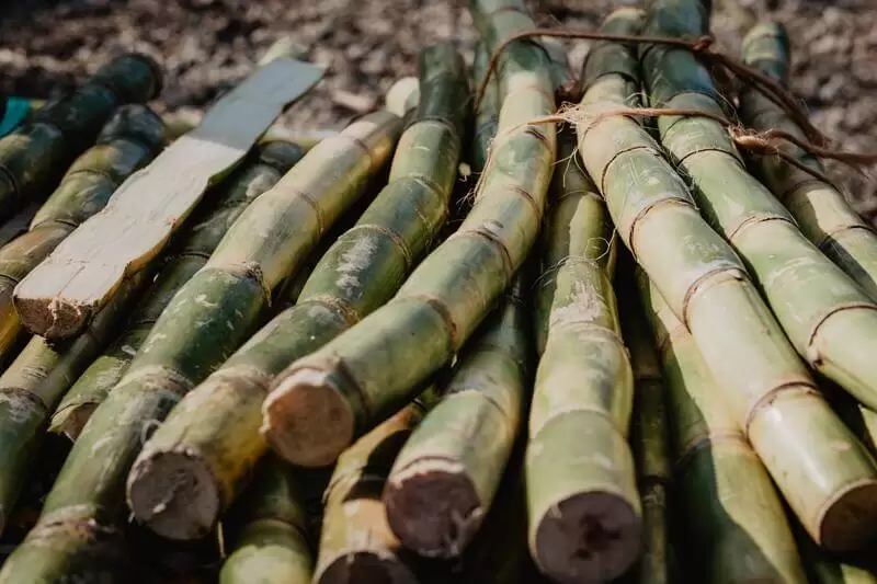 Plantação de cana: características, benefícios e mais