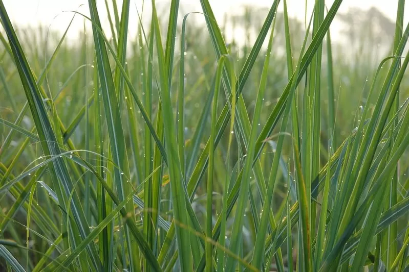 Capim Zuri: o que é, condições de cultivo e benefícios