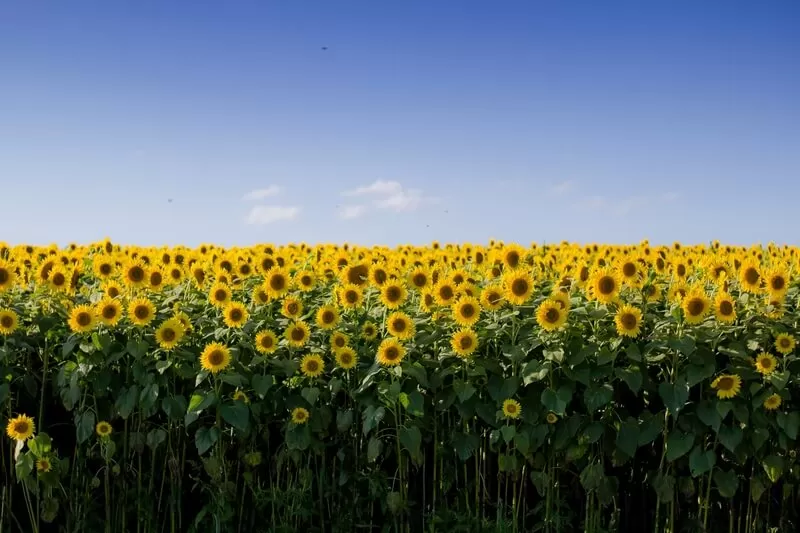 plantação de girassol sob um céu ensolarado, azul e sem núvens