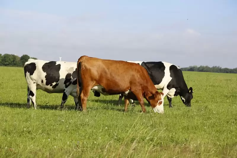 Gado Girolando: características sobre essa raça
