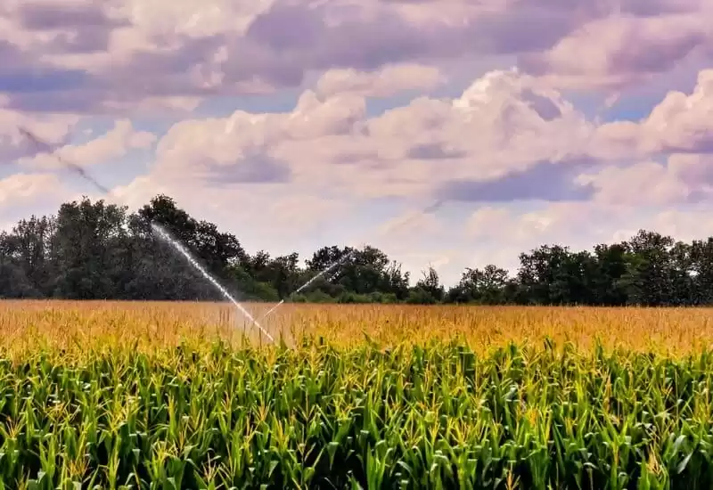 Irrigação localizada ou irrigação por aspersão: qual é a ideal para sua propriedade?