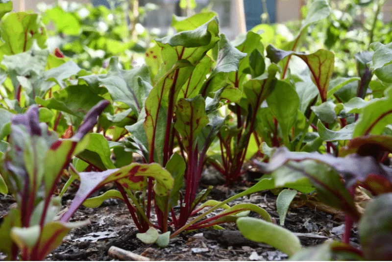 Irrigação de beterraba: boas práticas para o seu plantio