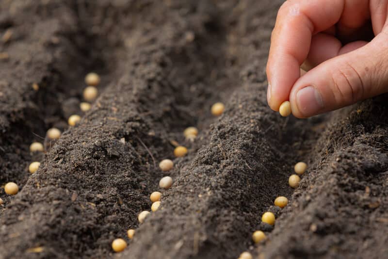 Germinação das sementes