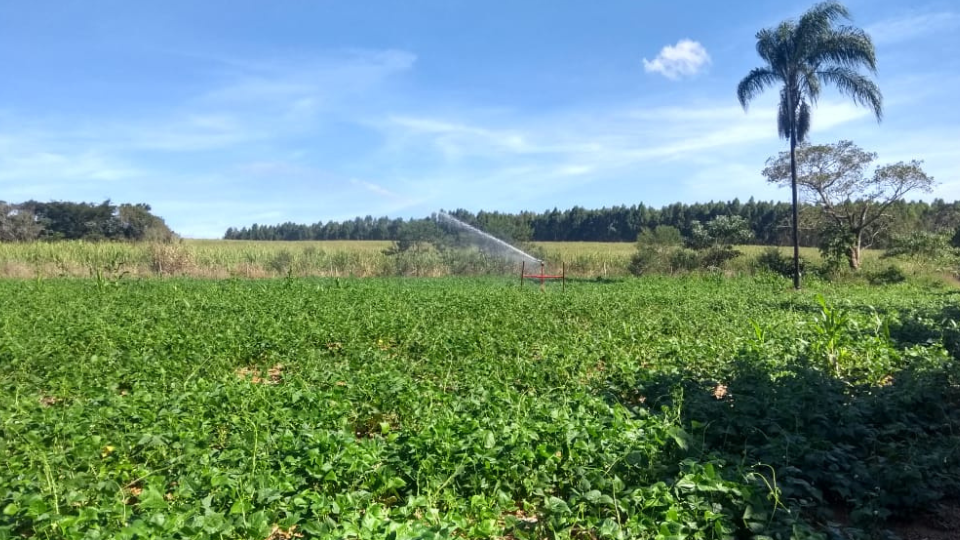 Irrigação de feijão vale a pena? Conheça mais sobre