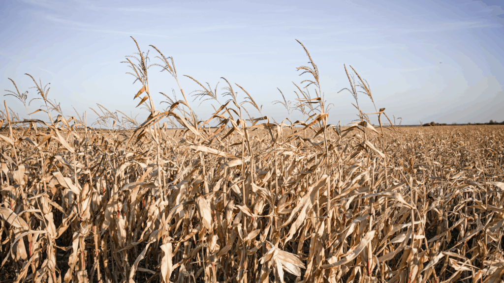 La Niña está de volta: o que o fenômeno pode representar para o campo brasileiro? 5 LA NIÑA