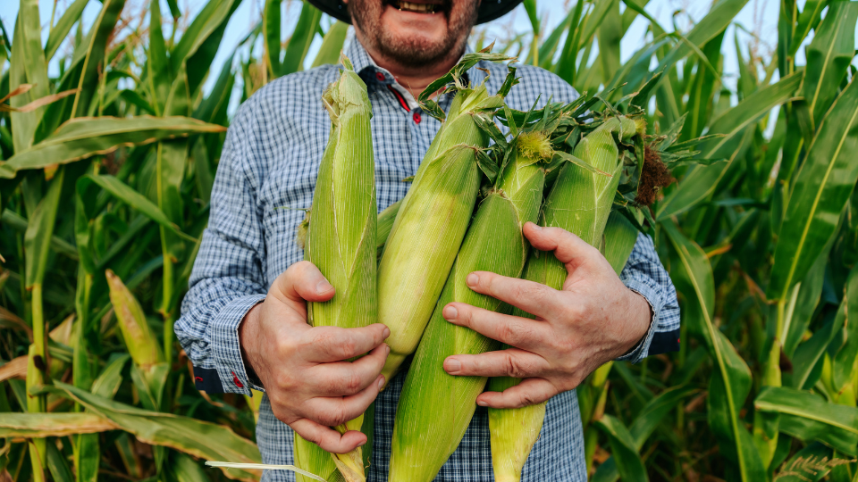 SEGURANÇA ALIMENTAR