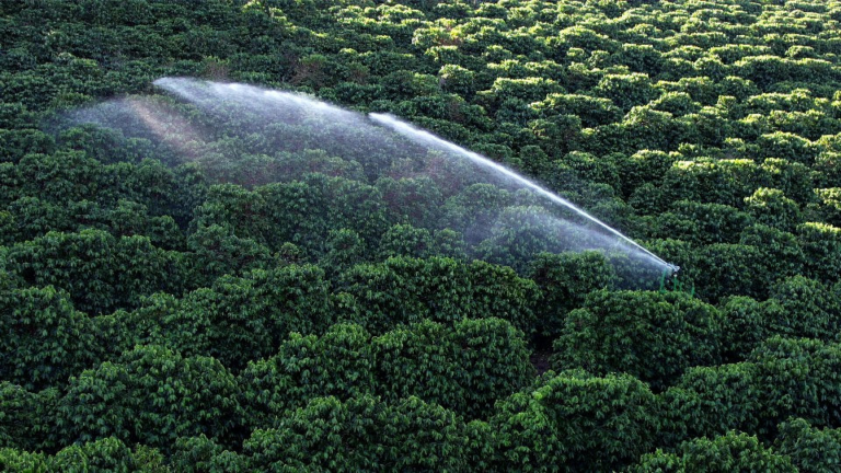 Como a irrigação influi na fase de frutificação do café