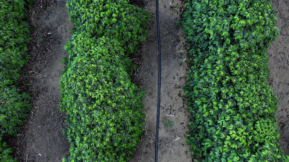 Seis pontos essenciais para uma irrigação funcionar com excelência 2 irrigacao cafe Irrigat 17