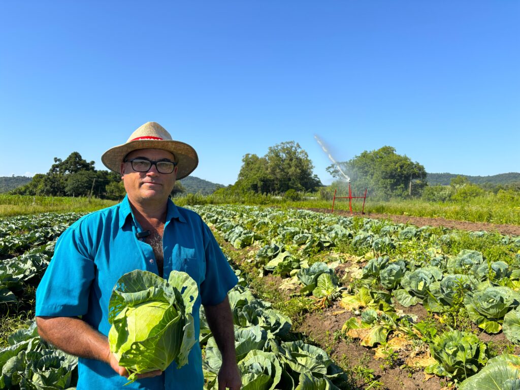 Produtor rural de Venâncio Aires colhe repolho de quase 4 quilos 1 Repolho de 4 quilos