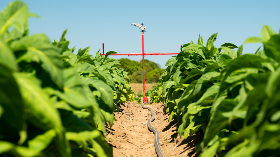 Irrigação por aspersão: como funciona, como ajustar corretamente e para quais culturas é mais indicada 3 irrigacao irrigat