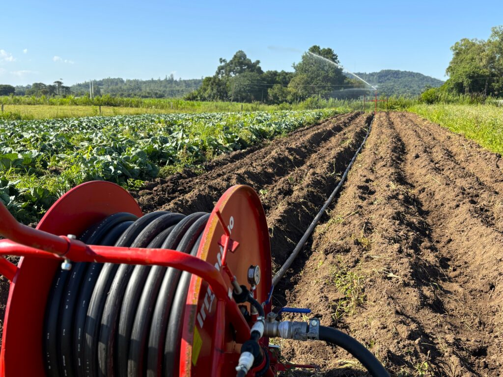 Produtor rural de Venâncio Aires colhe repolho de quase 4 quilos 2 irrigacao na horticultura