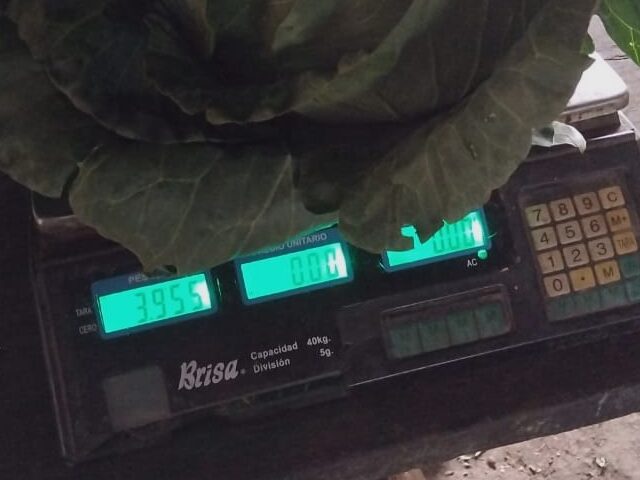 Produtor rural de Venâncio Aires colhe repolho de quase 4 quilos 1 irrigacao na horticultura edited