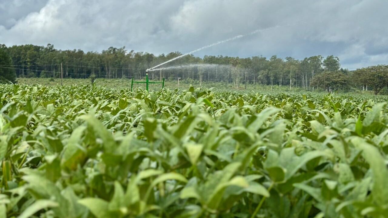 Parque da Expoagro Afubra utiliza carretel de irrigação em área destinada a demonstrações agrícolas 1 irrigacao por carretel 1 edited 1